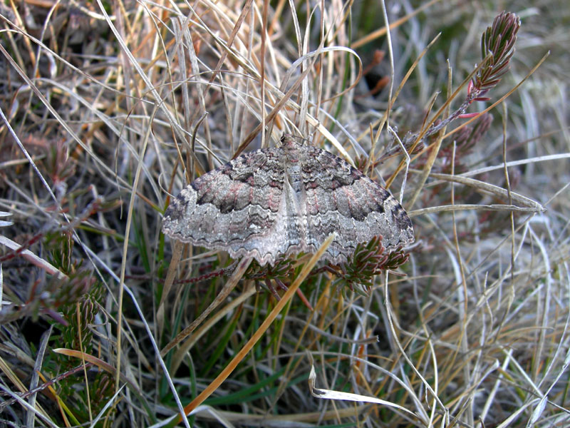Triphosa dubitata - Geometridae............dal Trentino